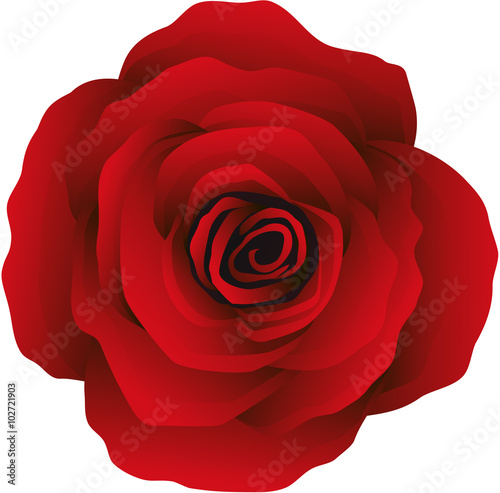 Rosebud, vector