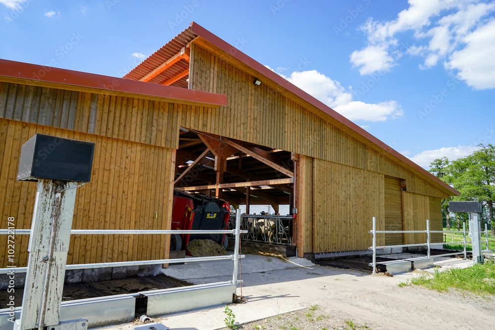 Rinderzucht - Einblick in neu gebautem Rinderstall aus Holz