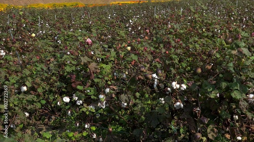 Cotton field (Gossypium hirsutum).  photo