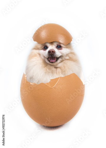 Fototapeta Naklejka Na Ścianę i Meble -  dog in the egg isolated on white background , clipping path