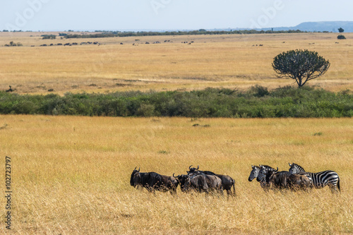 Gnus und Zebras in der Weite der Masai Mara