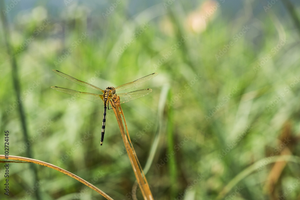 dragonfly on the top of grass water background dragonfly on the top of grass water background