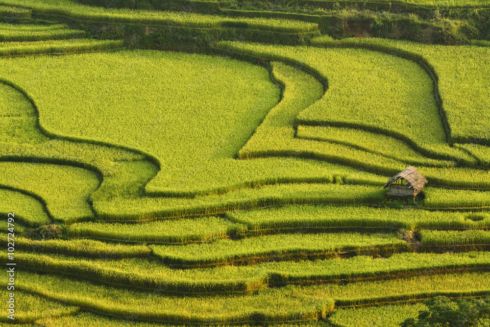 Terrace rice field asia