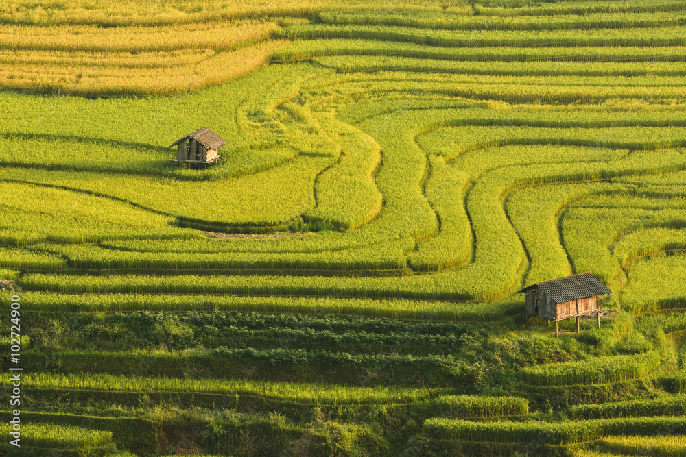 Terrace rice field asia