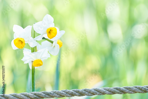 Fototapeta Naklejka Na Ścianę i Meble -  公園に咲くニホンスイセン