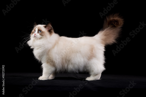 Foto Purebred ragdoll cat