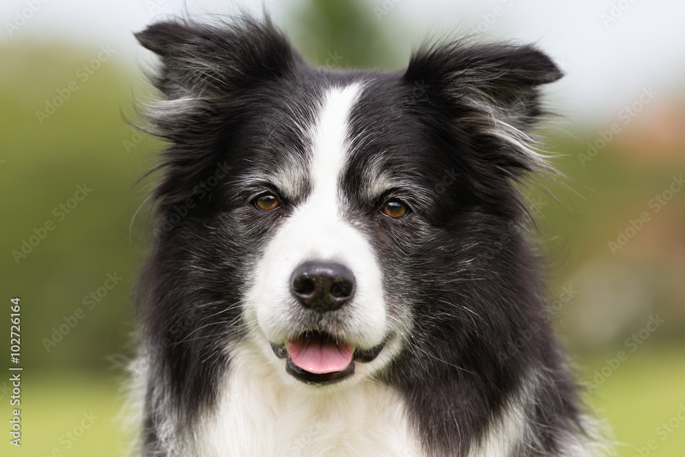 Happy and smiling Border Collie dog