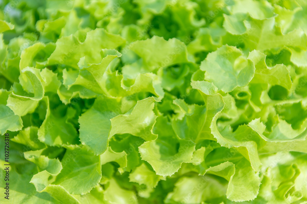 Close up of Lettuce Close up of Lettuce