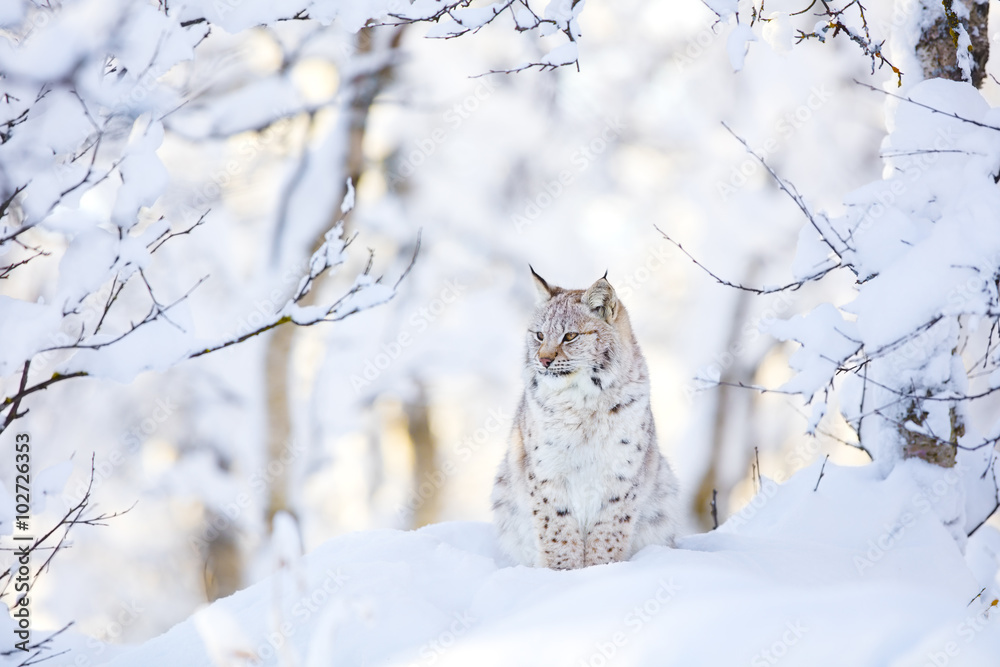 Fototapeta premium Lynx cub in the cold winter forest