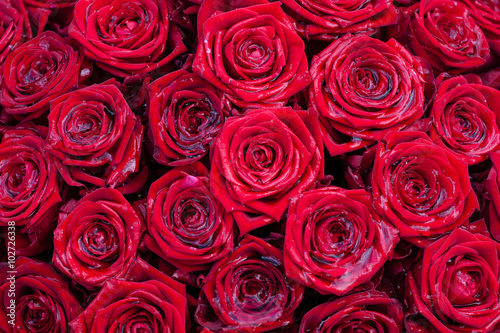 rose rosse photo