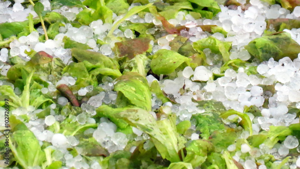 Hailstone on destroyed salad - pan right Hailstone on destroyed salad - pan right