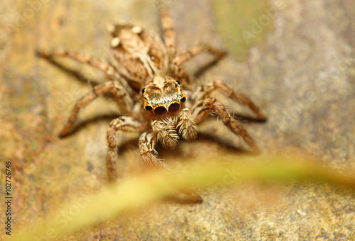 Small jump spider in thr forest