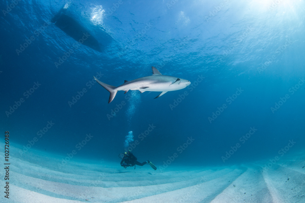 Fototapeta premium Caribbean reef shark