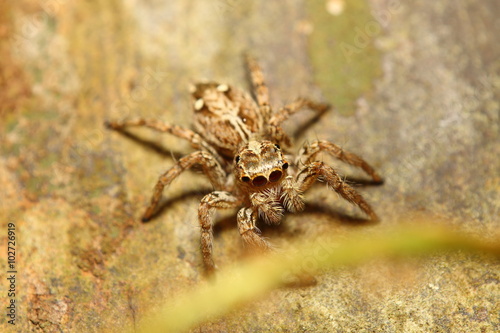 Small jump spider in thr forest © sarawuth123