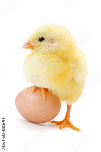 Little newborn chicken standing with half leg on egg