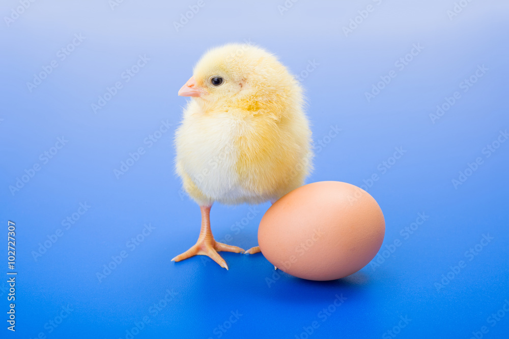 Little newborn yellow chicken with egg on blue background Little newborn yellow chicken with egg on blue background