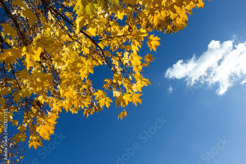Yellow maple leaves on blue sky background