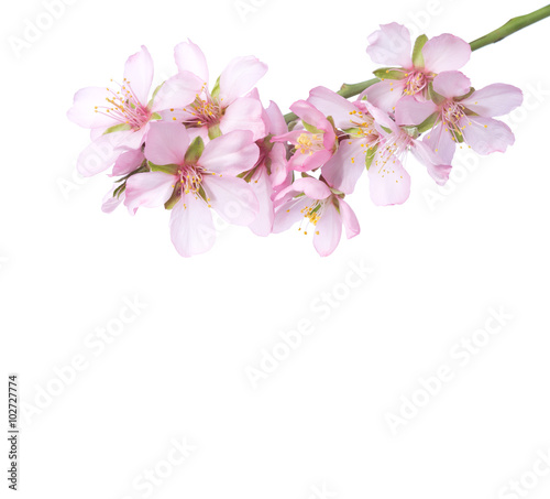 Peach  in blossom isolated on white. Studio shot