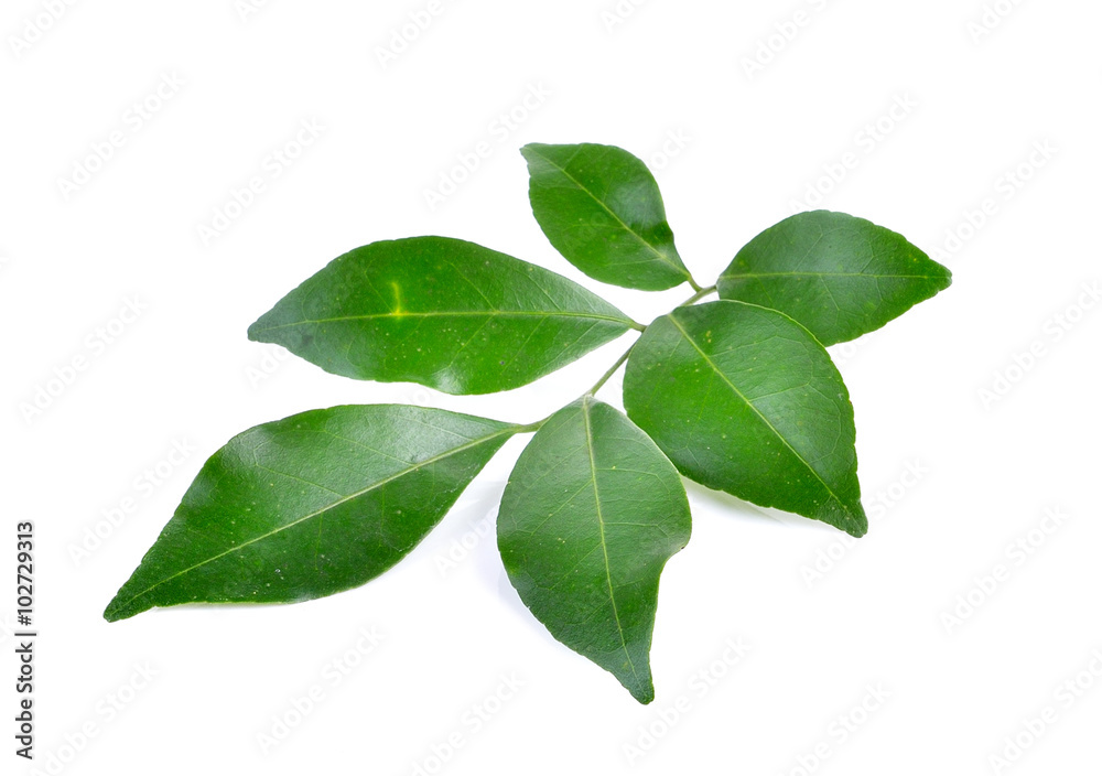 leaf on white background leaf on white background