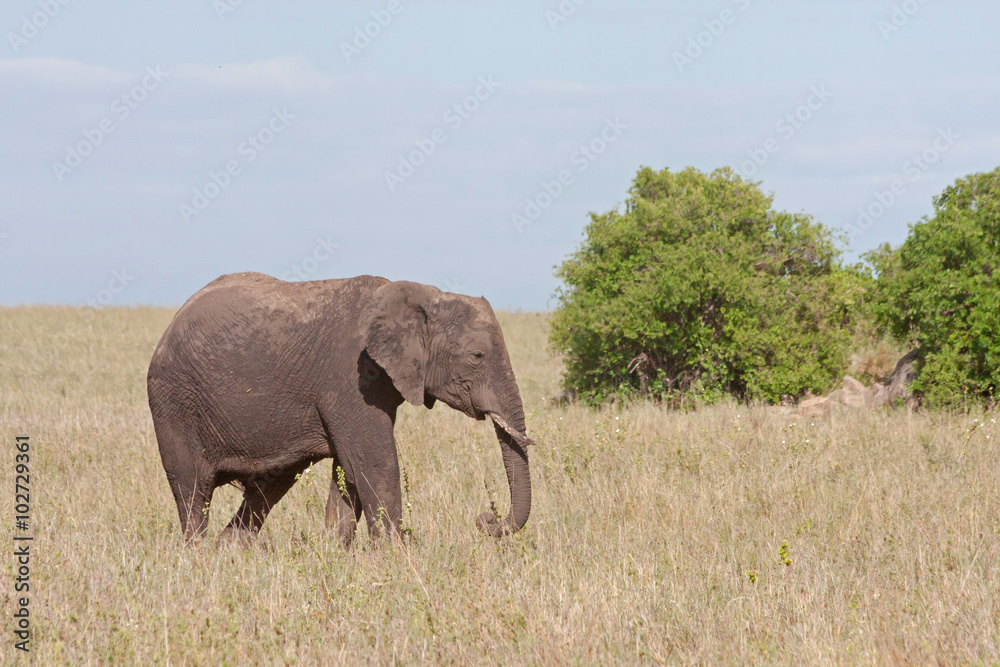 Adult elephant stands before bush in savanna against cloudy sky background. Serengeti National Park, Tanzania, Africa.
