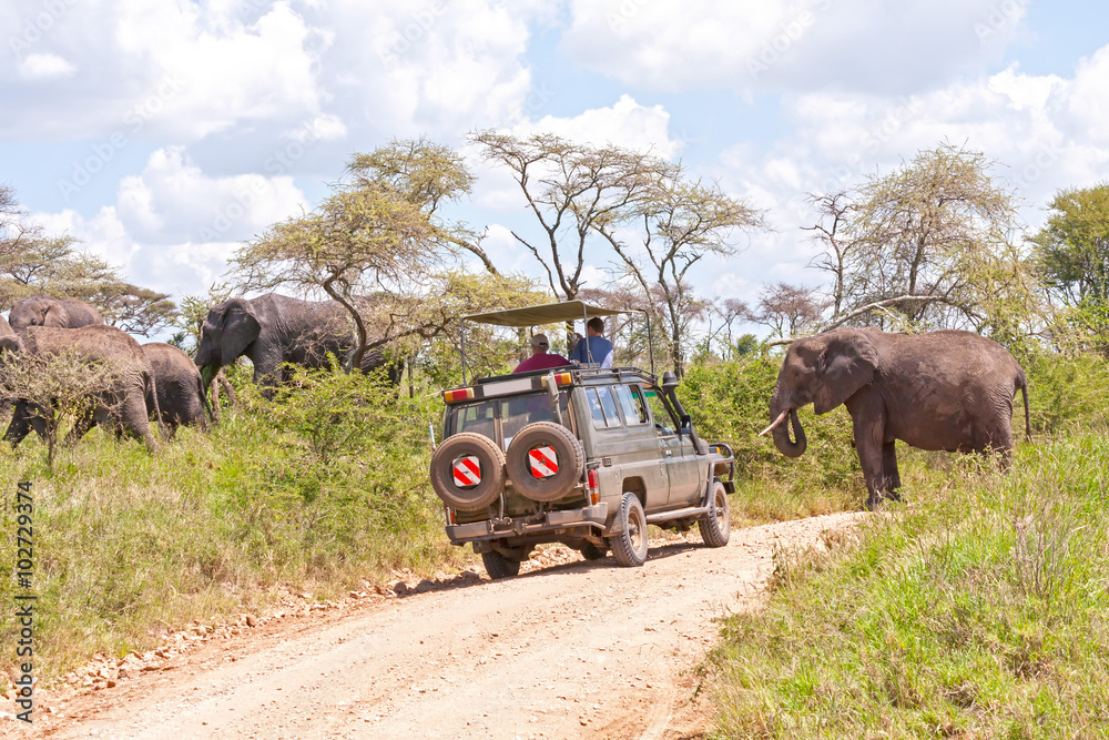 Fototapeta Elephant herd go through dirty road in savanna with safari car full of people standing in way. Serengeti National Park, Great Rift Valley, Tanzania, Africa.