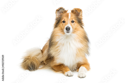 Brown sheltie dog photo