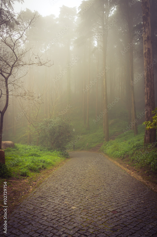 Obraz premium Foggy forest stone path