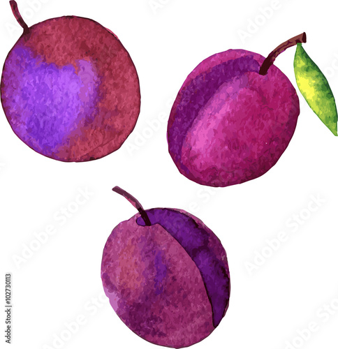 watercolor drawing plums