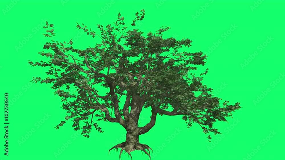 Big Leaf Maple Chromakey Swaying Tree Branches Swaying Branches Root Windy Croma Key Alfa Green Background Big Leaf Maple Chromakey Swaying Tree Branches Swaying Branches Root Windy Croma Key Alfa Green Background