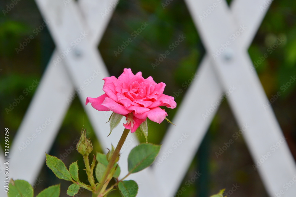 pink fairy rose in the garden pink fairy rose in the garden