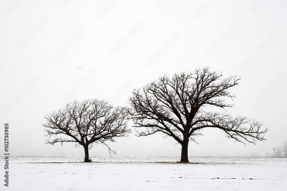 Fototapeta premium Two trees