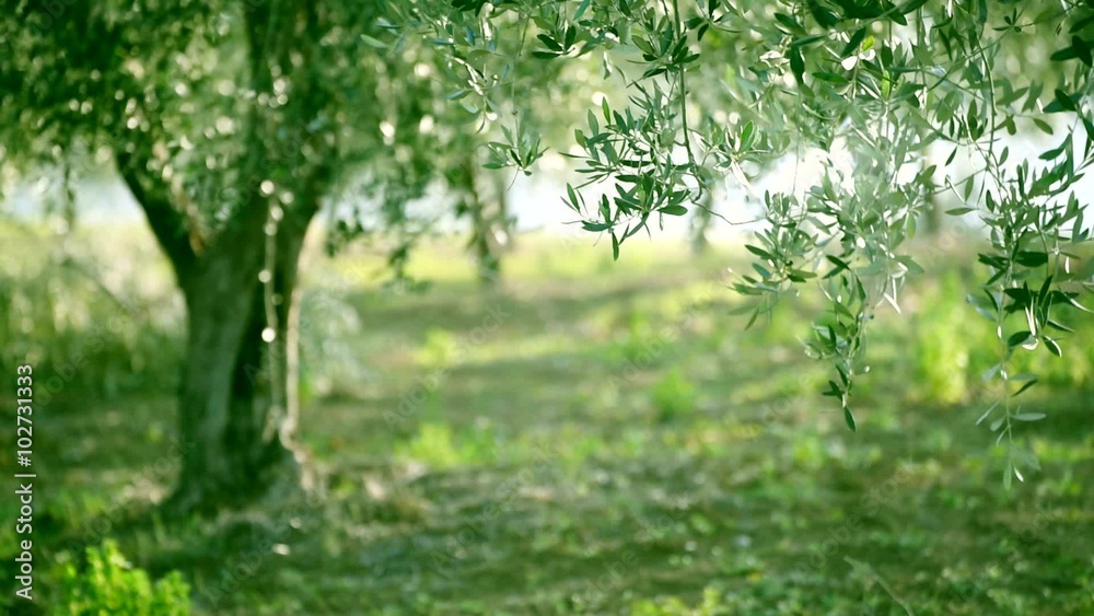 Olive green tree growing in the garden, natural sunny background. HD 1080.