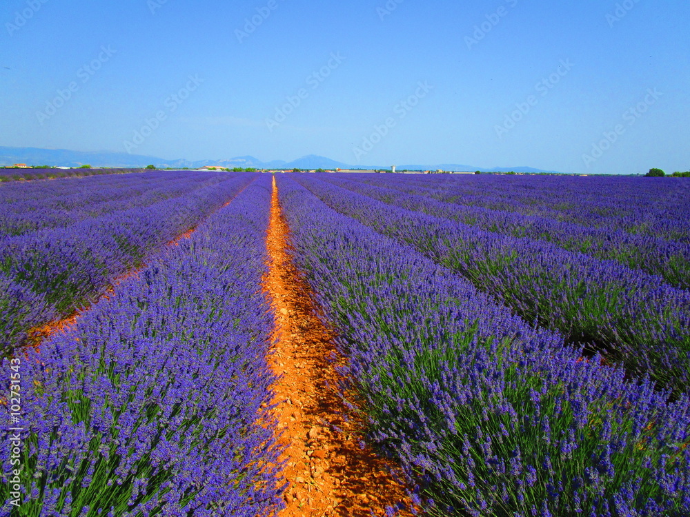 Naklejka premium lavande