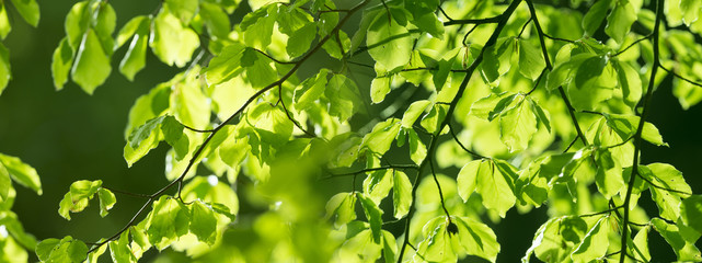 Fototapete Bäume Frühlingswald mit Sonnenstrahlen und Laub  © Vera Kuttelvaserova