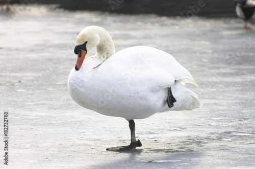 mute swan on the ice, winter