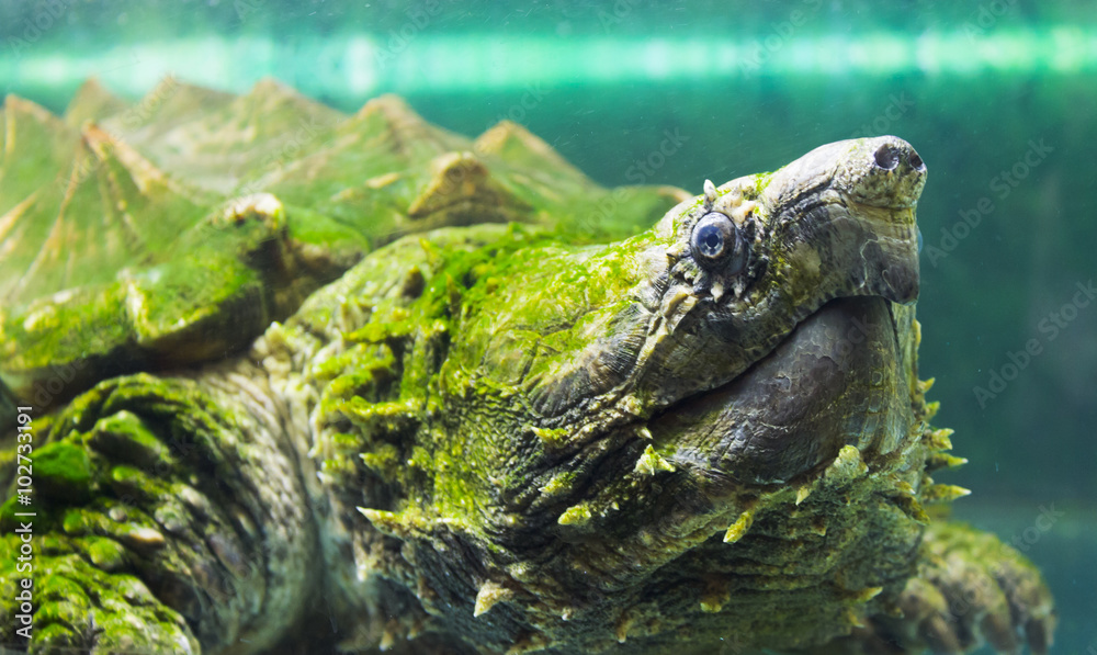 Fototapeta premium żółw drapieżny w akwarium