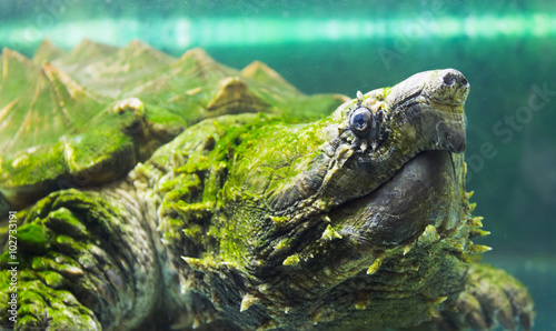 alligator snapping turtle in an aquarium