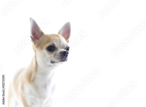 Маленькая собака Чихуахуа © alexandralex2007