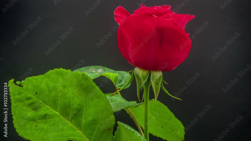 Rose Opening Timelapse / Timelapse video of a rose blooming on a black background Rose Opening Timelapse / Timelapse video of a rose blooming on a black background