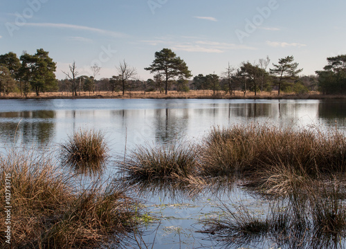 heideven in heideveld photo