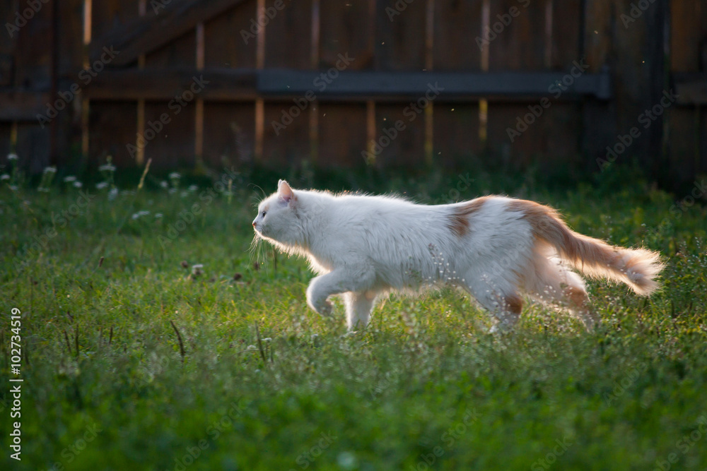 Obraz premium Кошка на охоте.