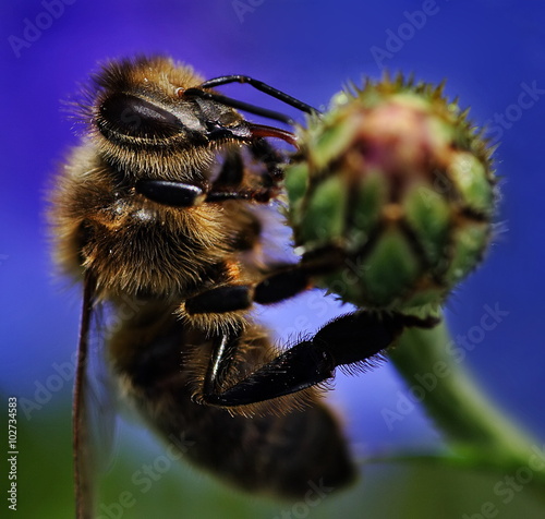 Pszczoła na pąku