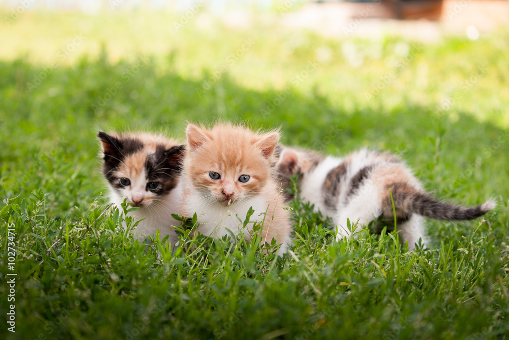 Naklejka premium Котята
