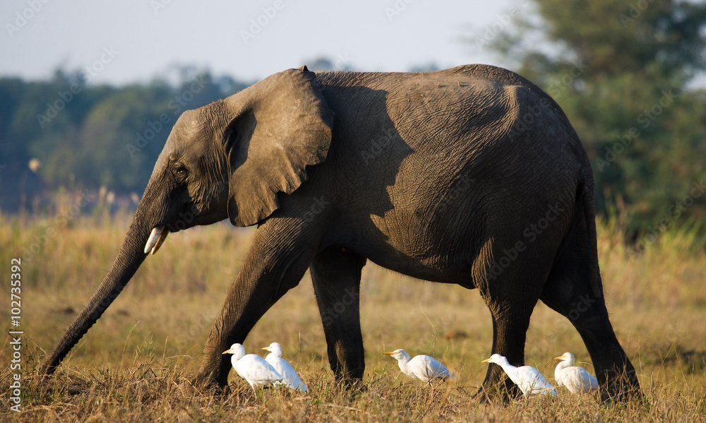 Fototapeta premium Elephant and white herons. Zambia. Lower Zambezi National Park. Zambezi River. An excellent illustration.