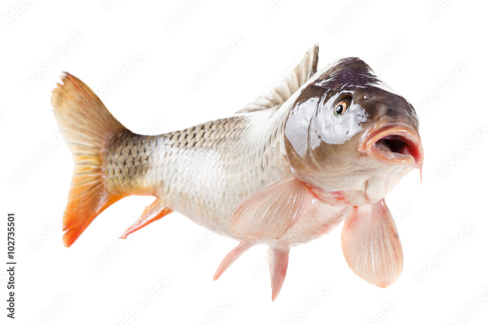 Fototapeta premium Alive carp fish isolated on white background