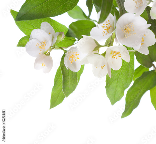 Quadro em tela Jasmine flowers isolated on white background