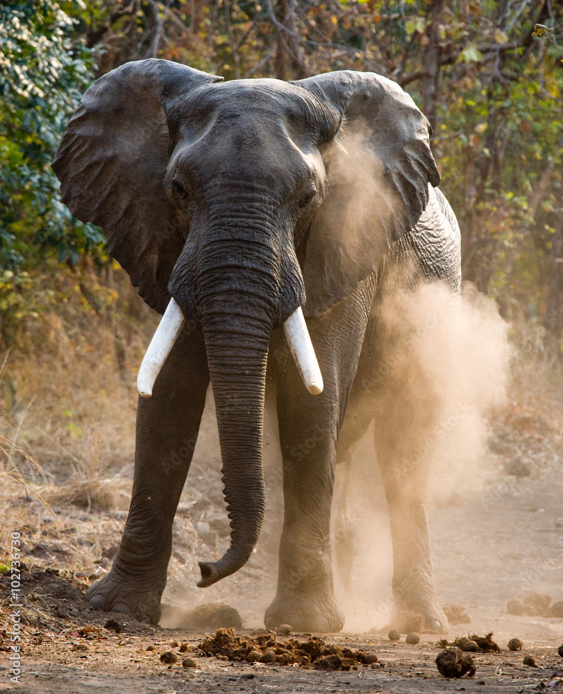 Obraz premium Wild Elephant throws the dust. Zambia. South Luangwa National Park. An excellent illustration.