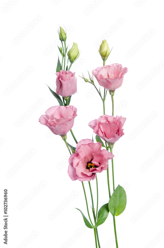 Beautiful pink eustoma flowers isolated on white background