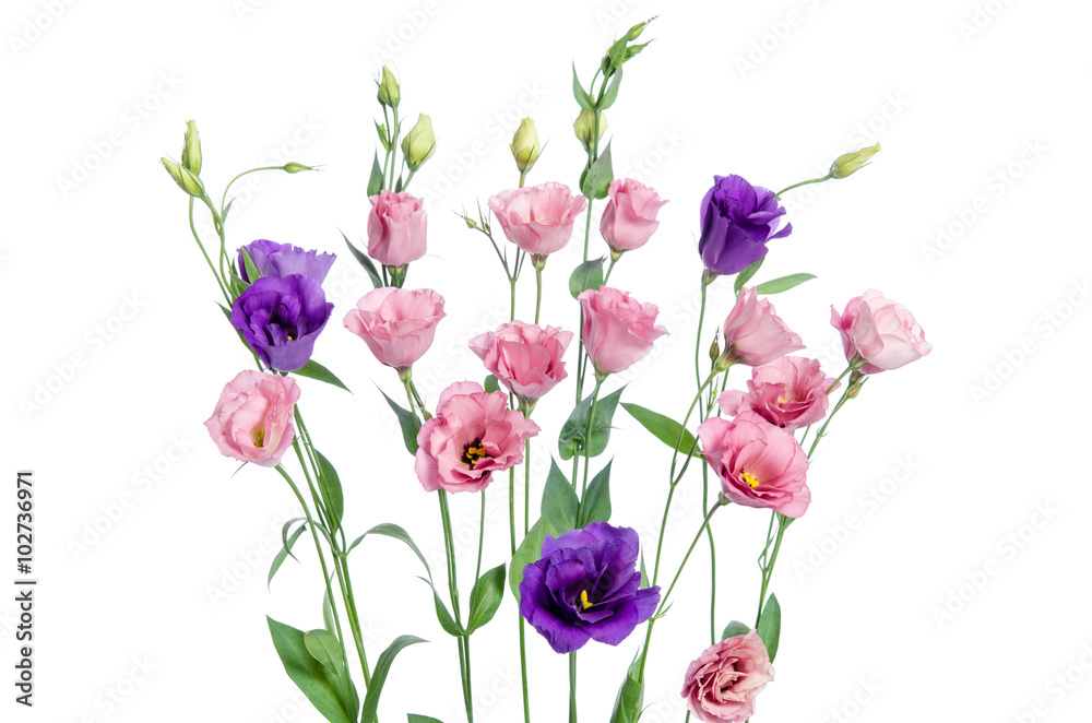 custom made wallpaper toronto digitalColorful eustoma flowers on white background
