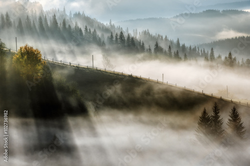 Carpathian Mountains. Morning in the mountains, rays make their way through the fog lighting trees